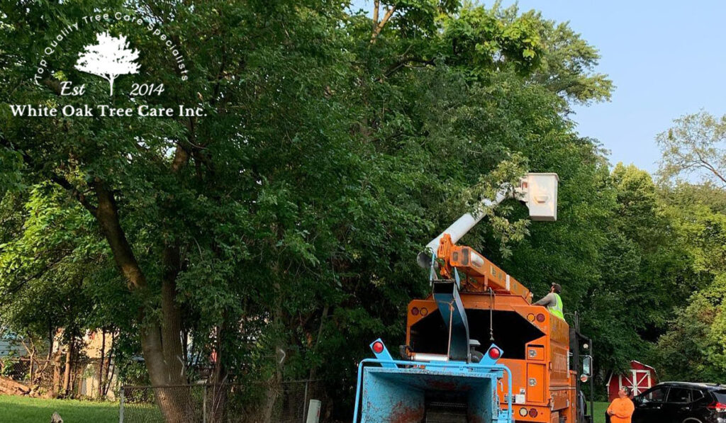 people on a bucket truck for tree trimming