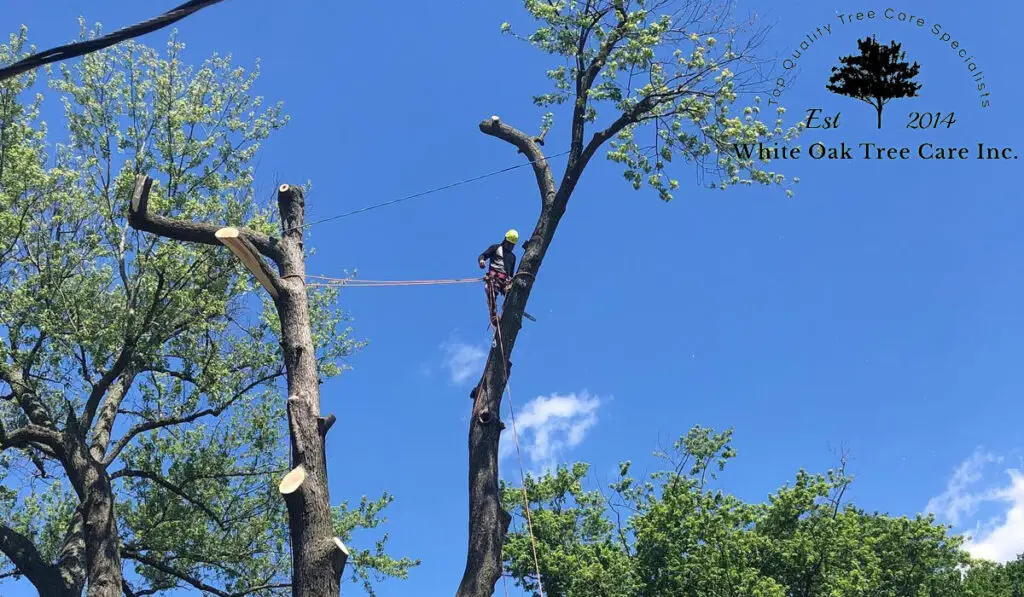 A man on top of a large tree branch. Tree care and removal services.