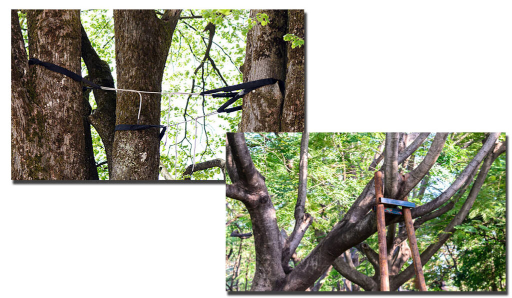 Tree cabling & bracing services. Tree branch bracing with steel.