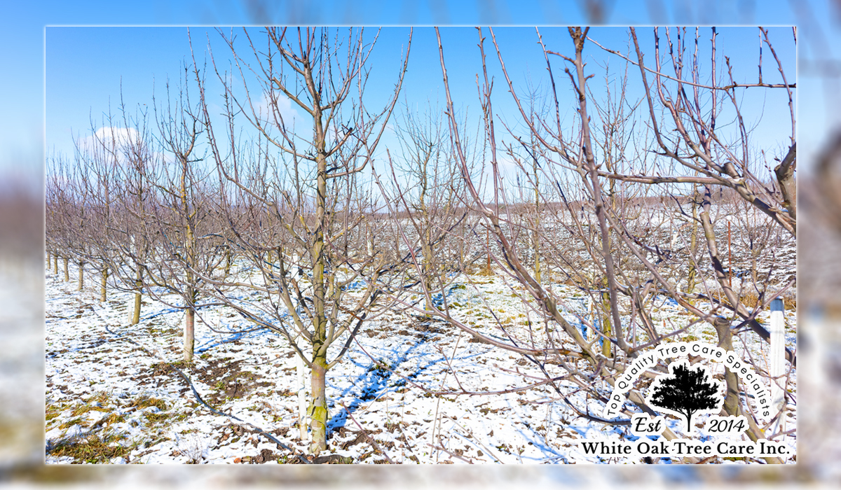 a barren orchard during the winter
