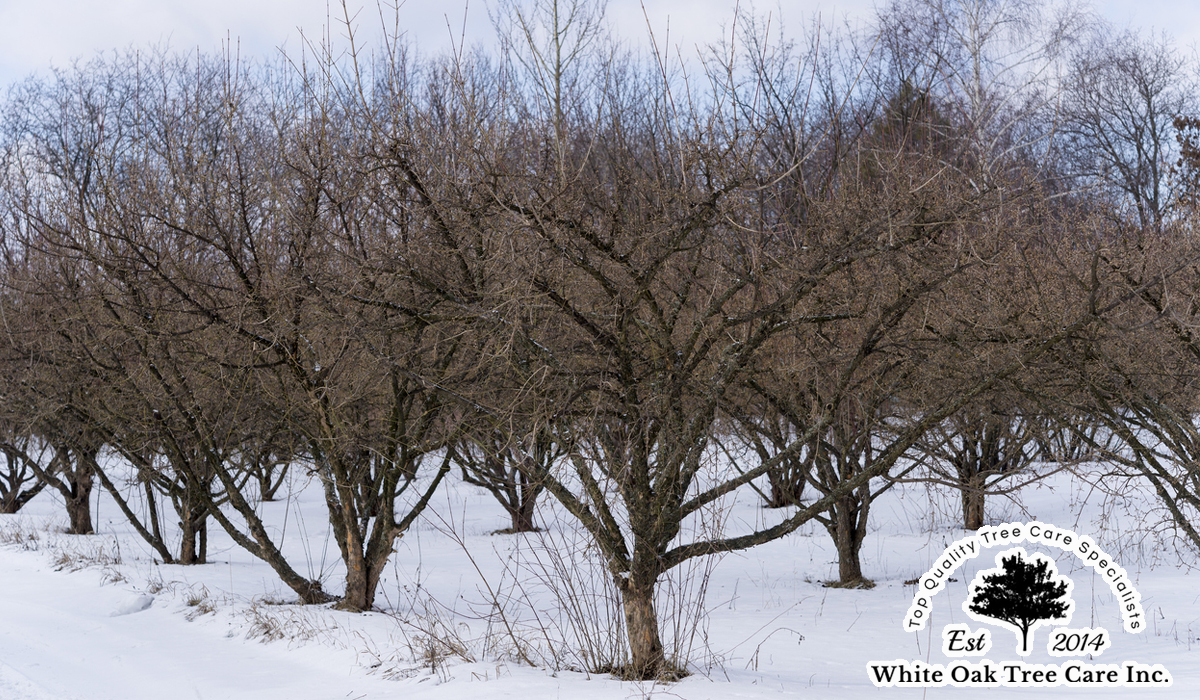 an orchard of dogwood trees in the winter snow
