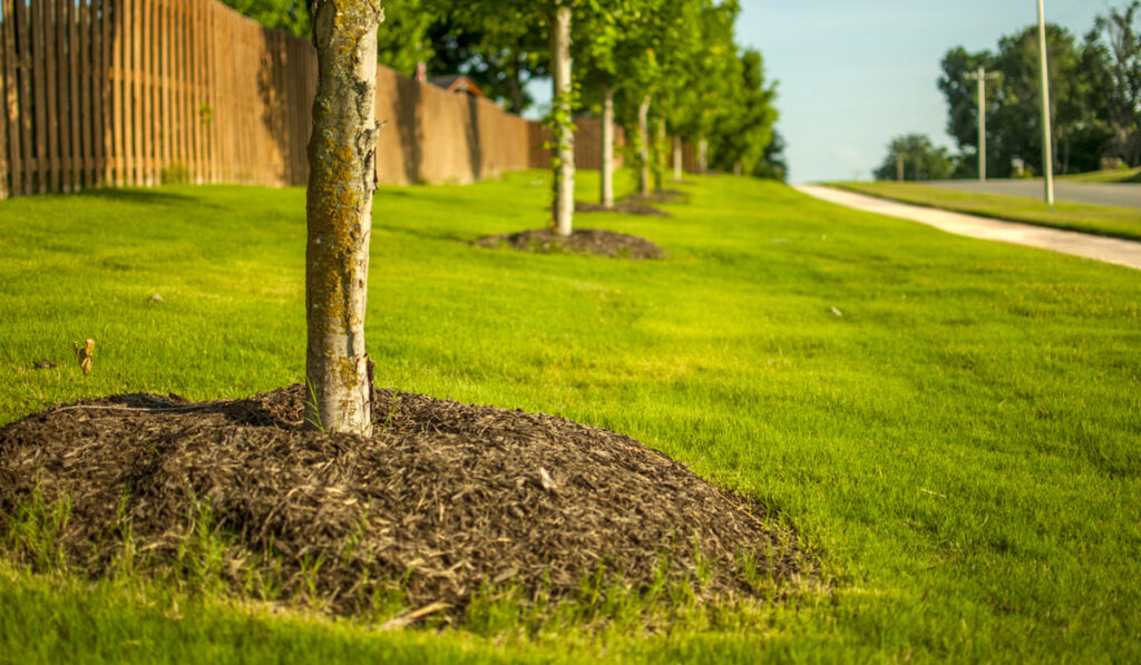A line of tree mulching for urban tree care.