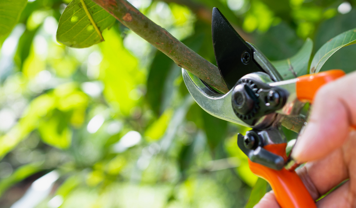 A hand pruning tree branches with pruning shears.