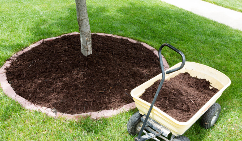 mulch tree fertilization