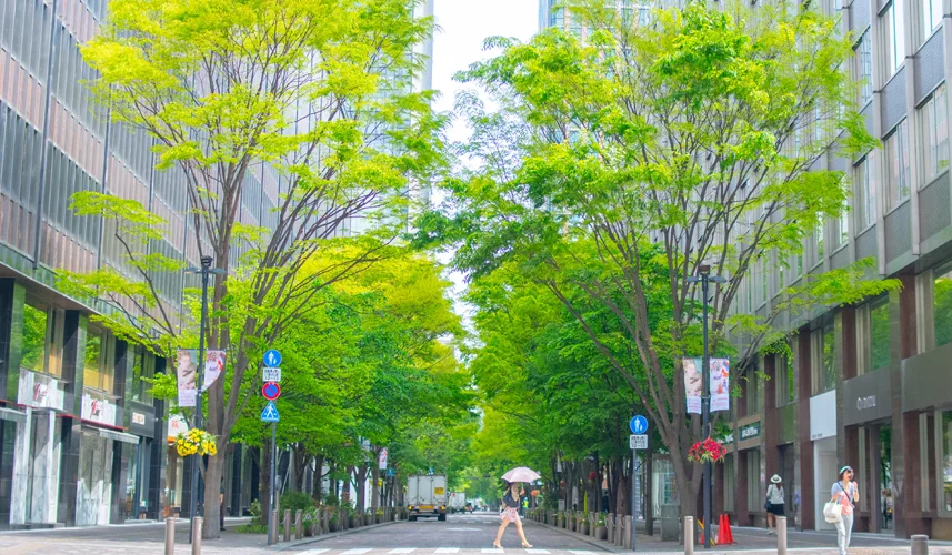 urban streets with healthy growing trees