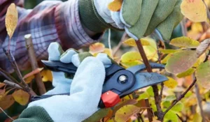 Professional tree pruning enhances tree health and improves overall landscape aesthetics