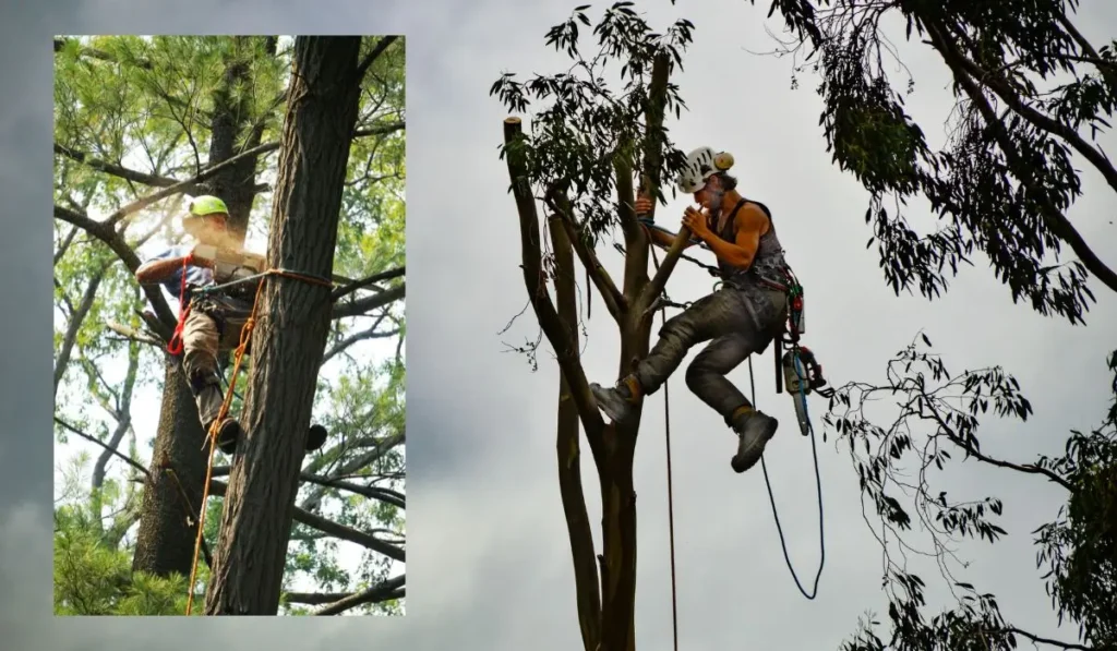 Local Tree Care Services professionals performing tree trimming and maintenance high up in the trees.