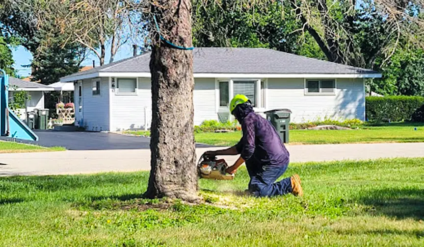 A certified arborist with protective gear using a chainsaw to cut down a tree in a residential yard.