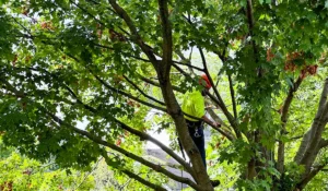 Certified arborist providing professional tree care services while safely trimming branches high up in a tree.