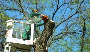 Professional arborist trimming oak trees to maintain tree health and safety in Chicago.