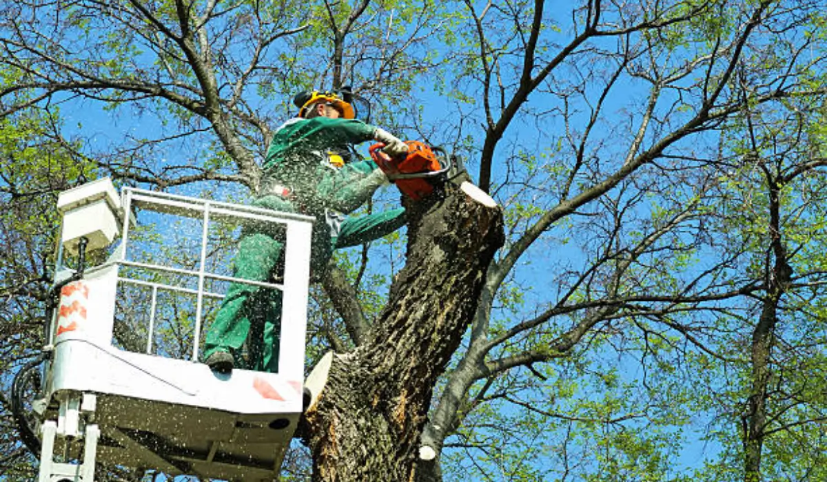 Expert arborist performing tree cutting on oak trees in Chicago