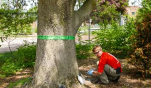 An arborist is performing professional tree care treatment on a mature tree to ensure its health and longevity.