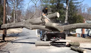 Professional performing tree removal services on a large tree in a residential area in Naperville, IL