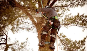 An arborist wearing safety gear trims a tall tree with a chainsaw to improve tree health and growth.