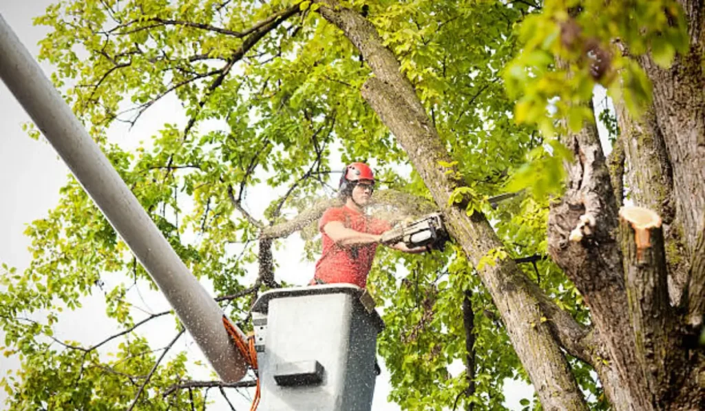 Certified arborist in a safety harness cutting a large tree branch with a chainsaw while elevated in a bucket lift.