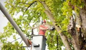 Certified arborist in a safety harness cutting a large tree branch with a chainsaw while elevated in a bucket lift.