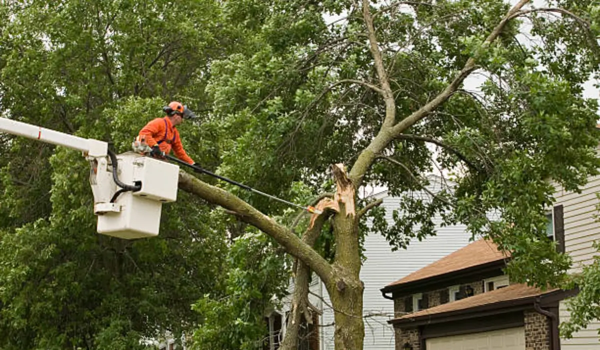 Worker using chainsaw to cut large storm-damaged tree during emergency tree cutting service operation.