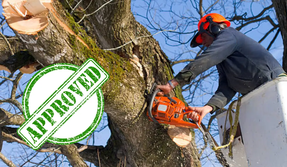 A worker in safety gear cuts a thick tree branch with a chainsaw, with an approved tree cutting permit.