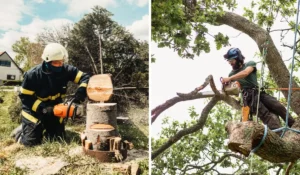 Certified arborists performing tree removal and tree trimming in a residential neighborhood — side-by-side view of both services.