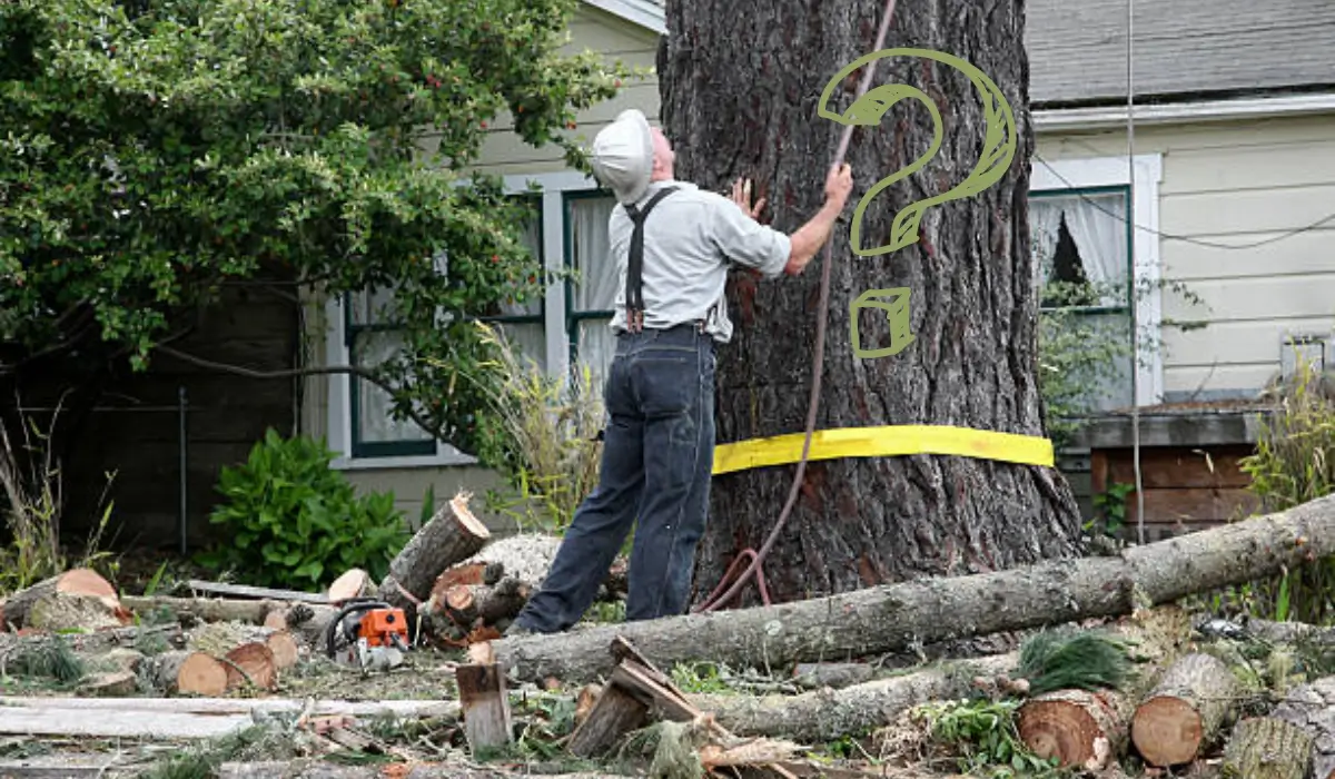 Man examining large tree after cutting limbs, unsure who is responsible for tree removal on property.