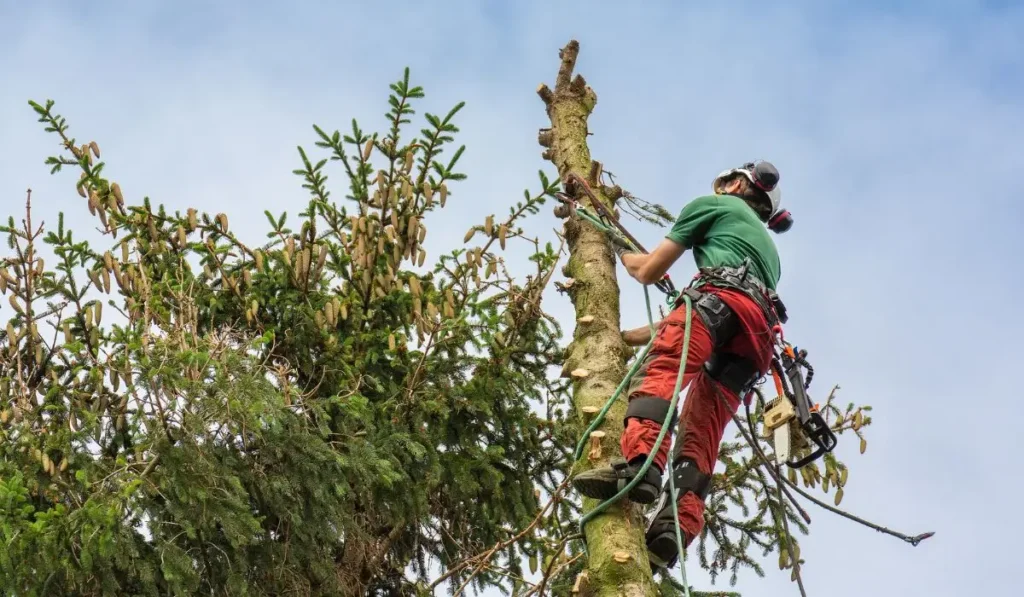 Professional tree pruning performed by a certified arborist using safety equipment.