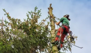 Professional tree pruning performed by a certified arborist using safety equipment.