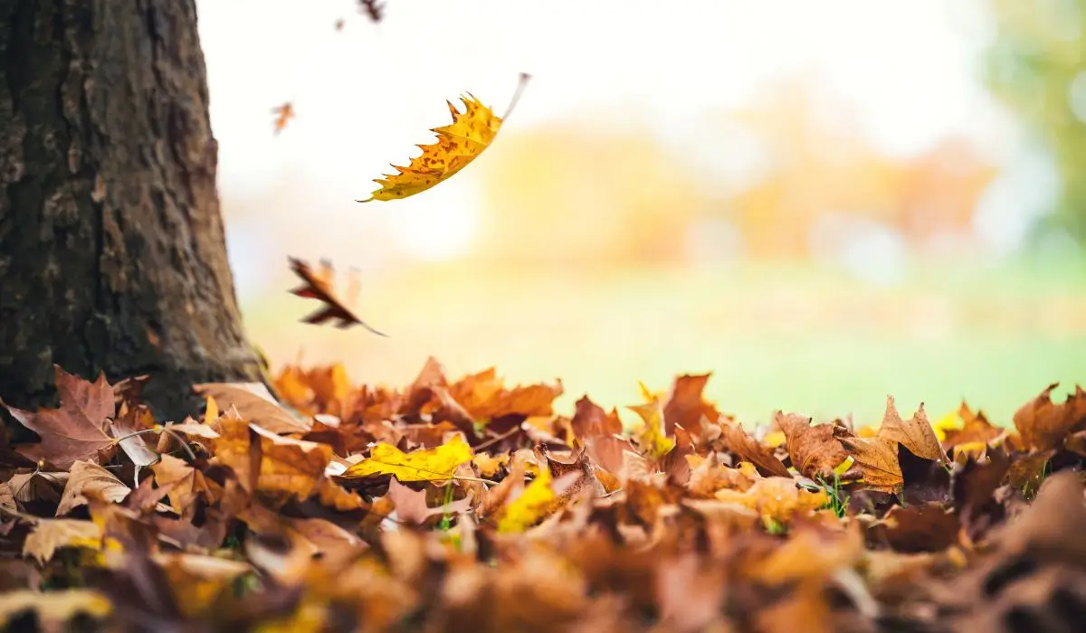 Dropping leaves pile up around a tree base under warm summer light, showing visible signs of stress that may be caused by heat, drought, or root damage.
