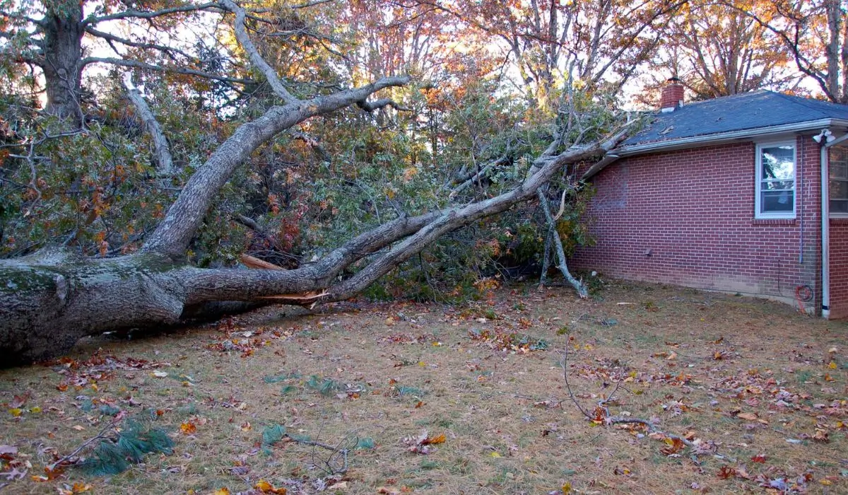 Fallen tree damaging a brick house after storm, highlighting need for certified arborist inspection and emergency tree removal.