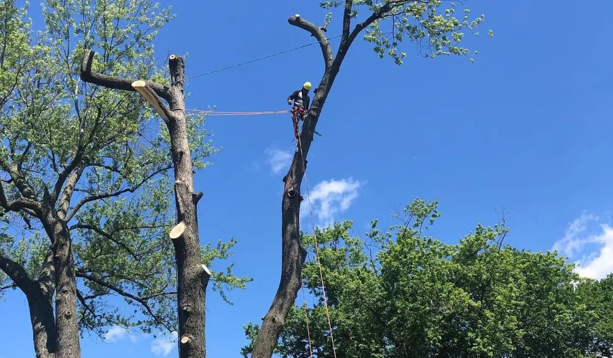 Arborist provides tree care using support cables to stabilize limbs and prevent storm damage.