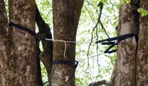 Tree cabling system installed between large trunks to provide structural support, reduce movement, and improve long-term tree care and safety.