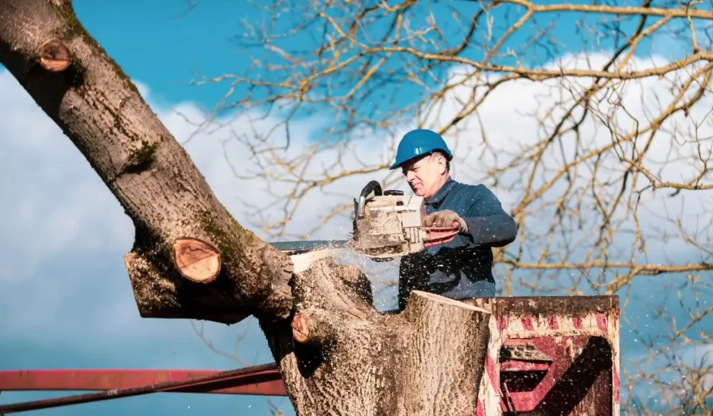 Arborist trimming overgrown trees using chainsaw from lift near home to prevent structural and safety risks.