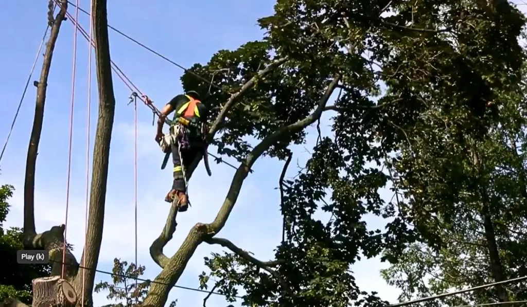 Certified arborist performing tree removal on storm-damaged tree using ropes, harness, and safety gear.