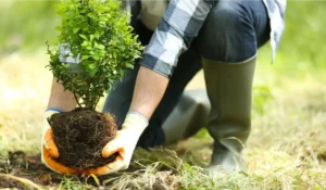 Gloved hands preparing to plant a tree with visible root ball during summer, illustrating expert preparation for fall tree planting.