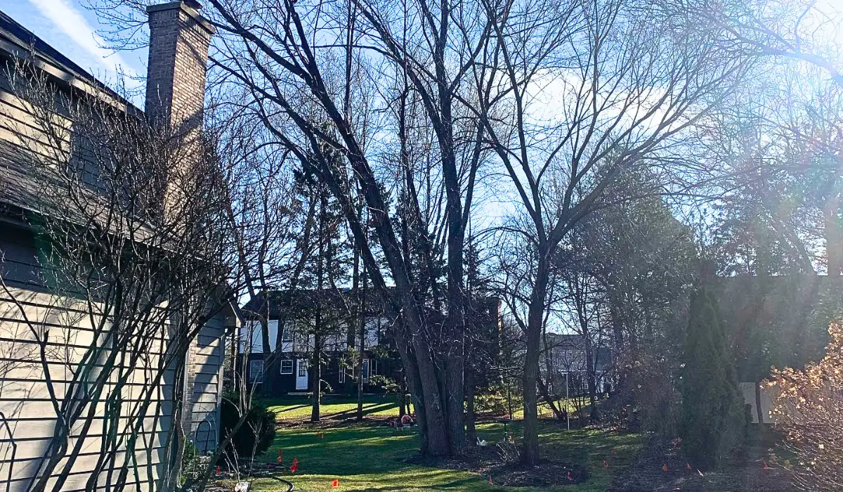 Leaning tree near home during fall tree removal season, showing risk before winter storms and damage.