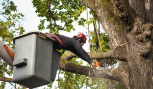 Professional arborist using lift and chainsaw during tree trimming vs pruning to remove large hazardous branch safely.