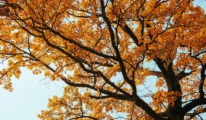 Golden-leaved canopy shows how trees prepare for winter through seasonal leaf color change.