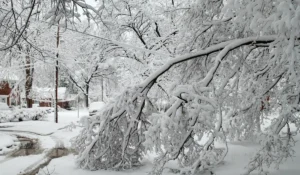 Snow-covered tree collapses under weight near road showing signs of winter dying tree warning signs.