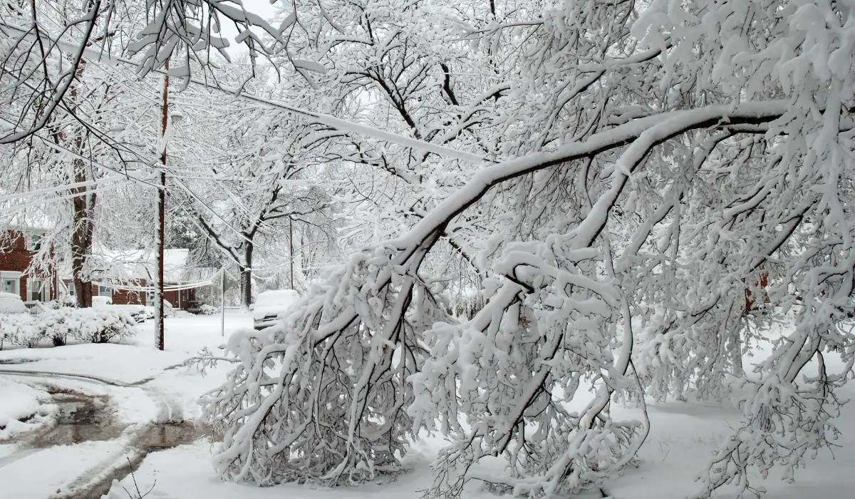 Snow-covered tree collapses under weight near road showing signs of winter dying tree warning signs.