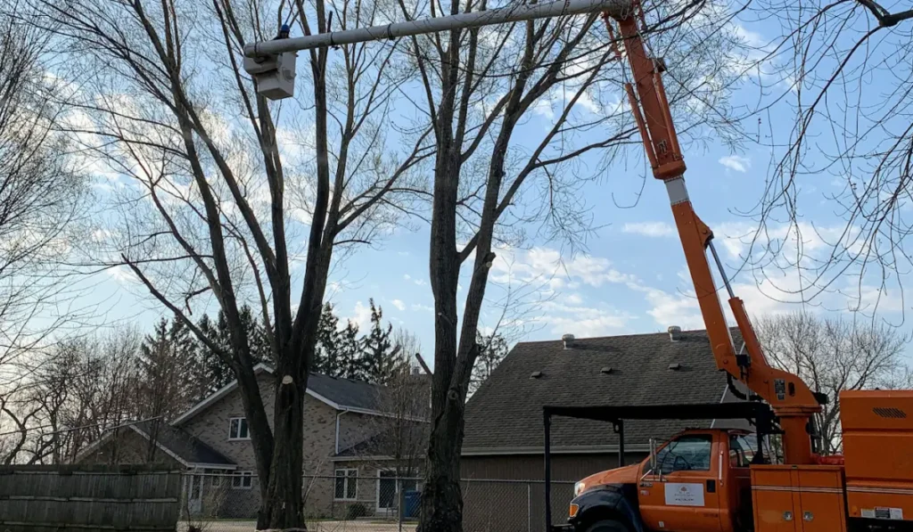 Certified crew using lift truck to perform tree care inspection on residential trees during late winter season.