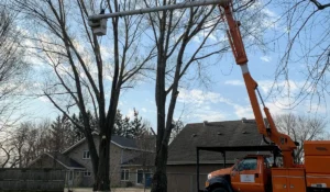 Certified crew using lift truck to perform tree care inspection on residential trees during late winter season.
