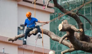 Arborist performing winter tree removal and pruning using ropes and chainsaw on large leafless branches safely.