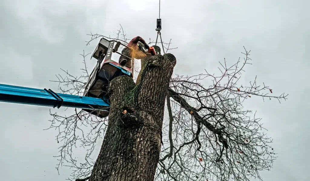 Certified arborist performing tree pruning before spring using lift equipment for safe winter pruning.