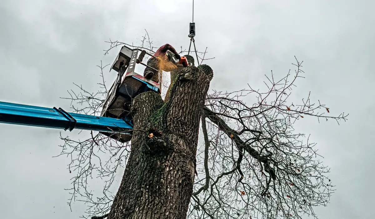Certified arborist performing tree pruning before spring using lift equipment for safe winter pruning.