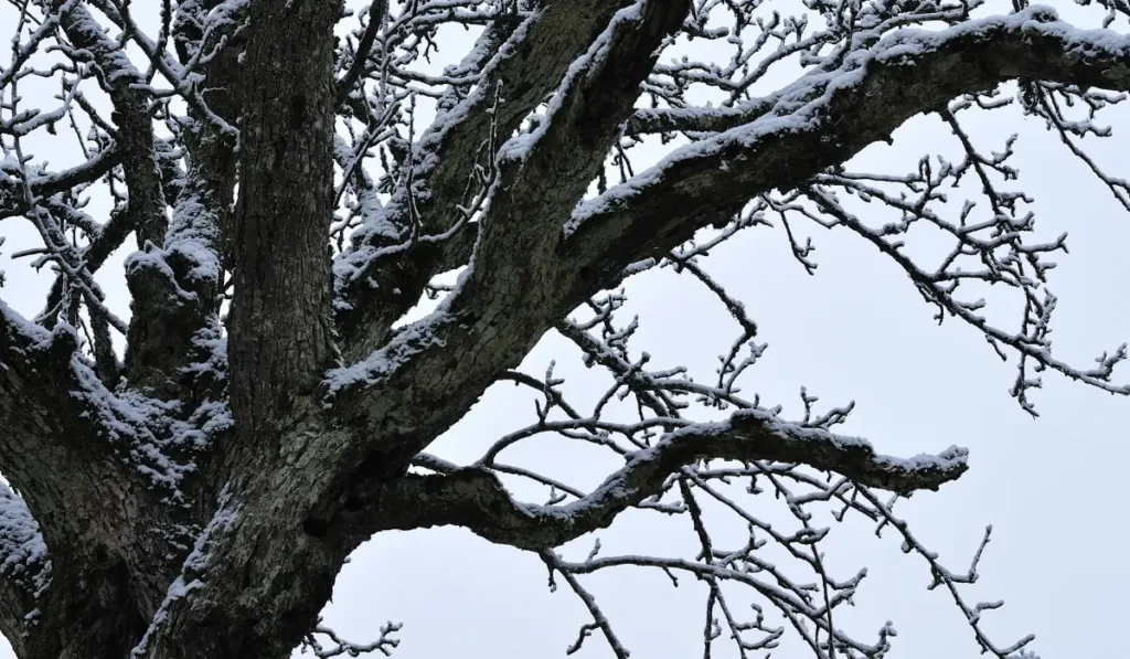 Winter tree damage visible on snow-covered branches showing cold stress and structural strain.