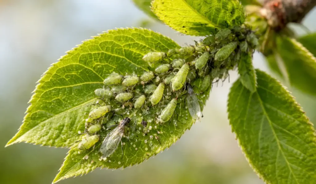 Spring tree pests aphids feeding on young green leaves causing early seasonal insect infestation in landscape trees.