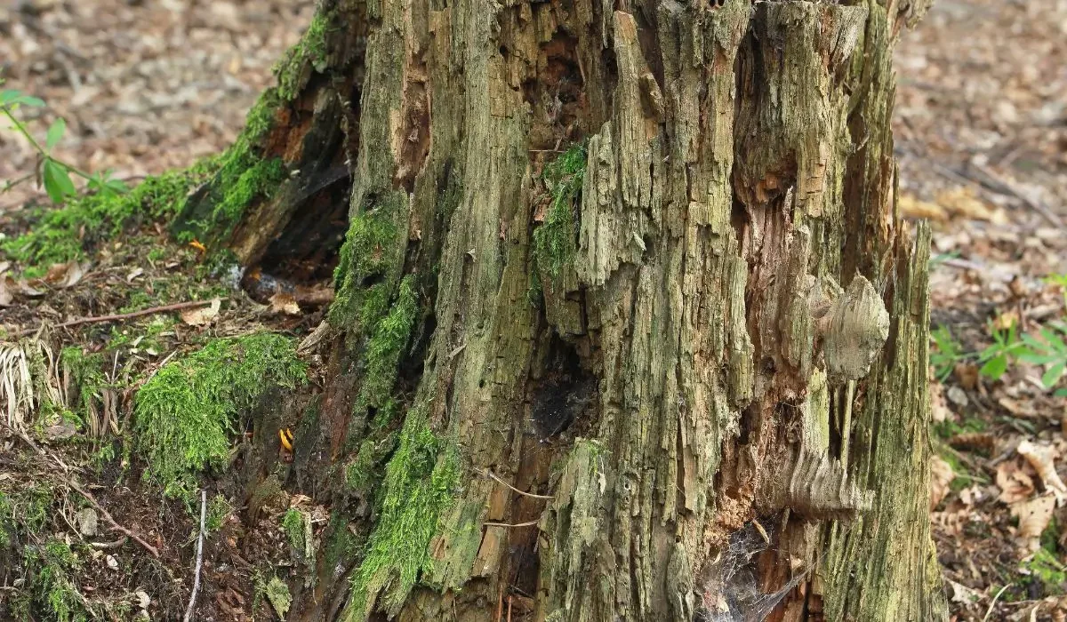 Close-up of rotting tree trunk with moss, indicating severe root rot and structural decay at base.