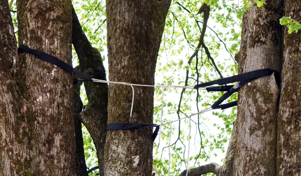 Tree cabling system installed between large trunks to provide structural support, reduce movement, and improve long-term tree care and safety.