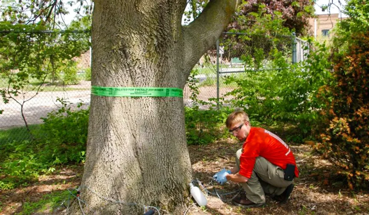 An arborist is performing professional tree care treatment on a mature tree to ensure its health and longevity.