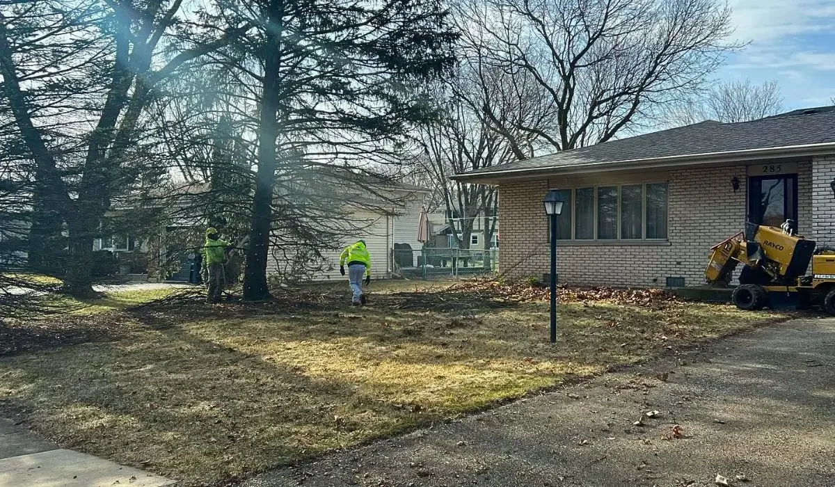 Workers clear yard debris beneath trees that are dropping leaves, possibly from stress, pests, or drought.