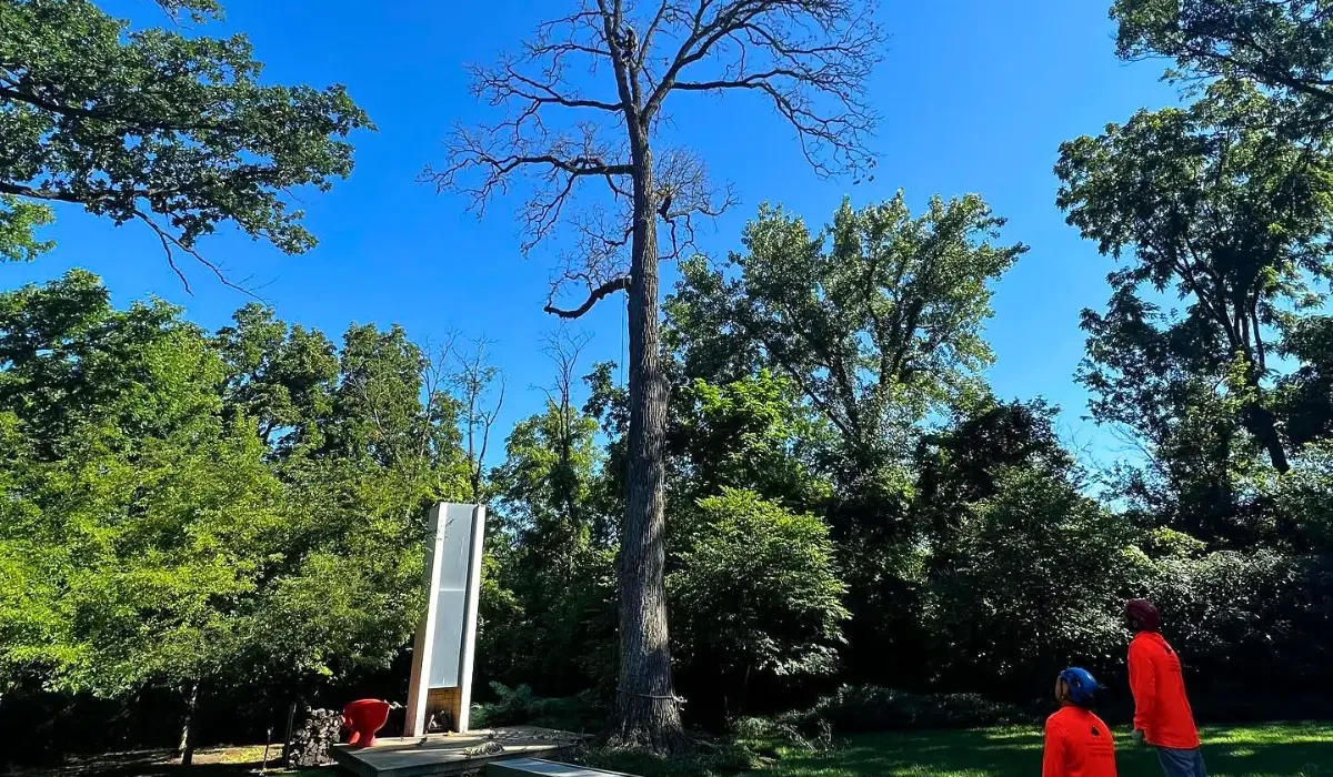 Certified arborists inspecting a residential tree to meet local tree removal permits and safety requirements.